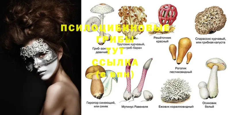 Галлюциногенные грибы Magic Shrooms  сколько стоит  blacksprut сайт  Великий Устюг 